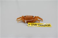 藏品(方形大額蟹)的圖片